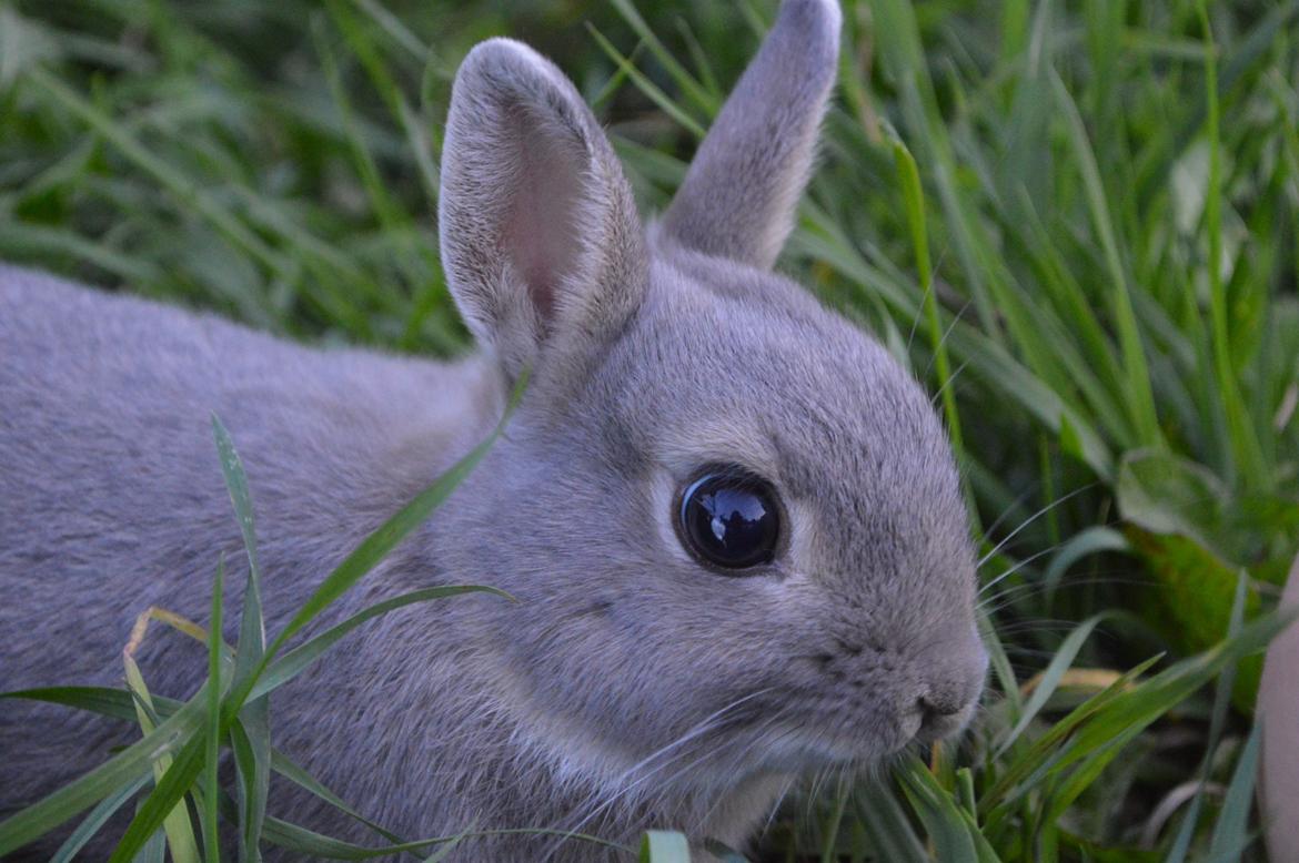 Kanin Ahrenkiels This Afternoon(Affe) billede 6