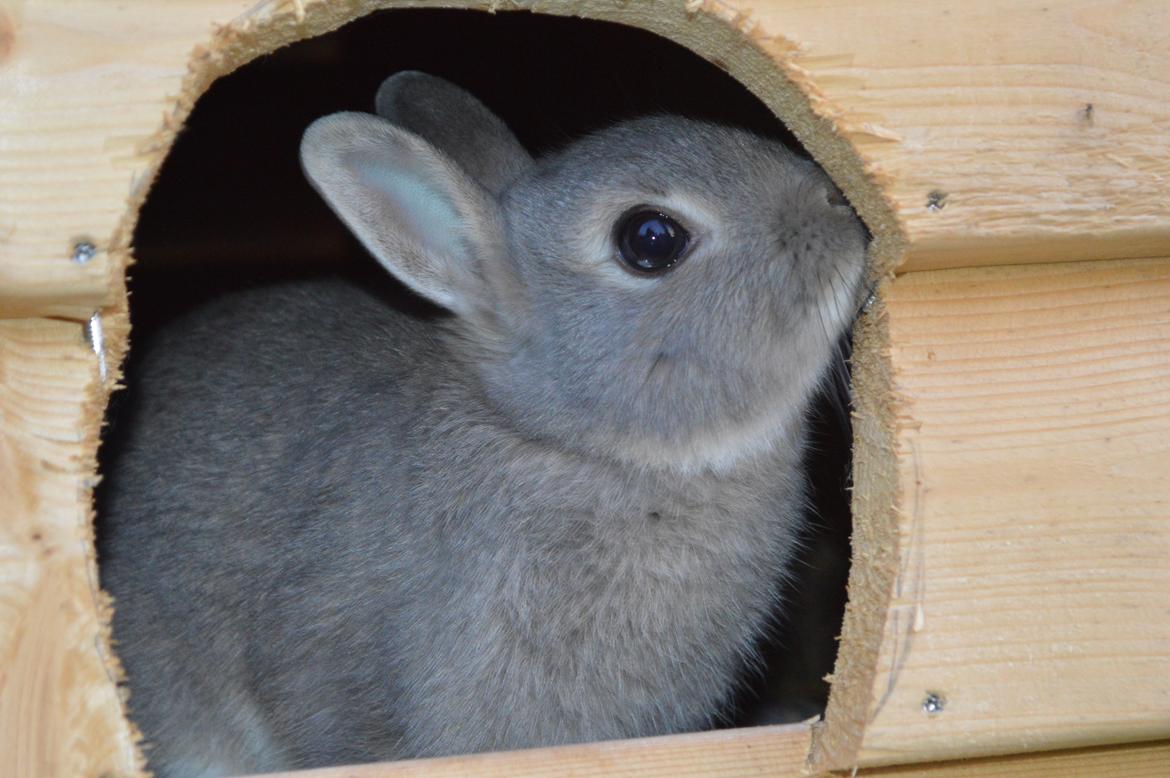 Kanin Ahrenkiels This Afternoon(Affe) billede 1