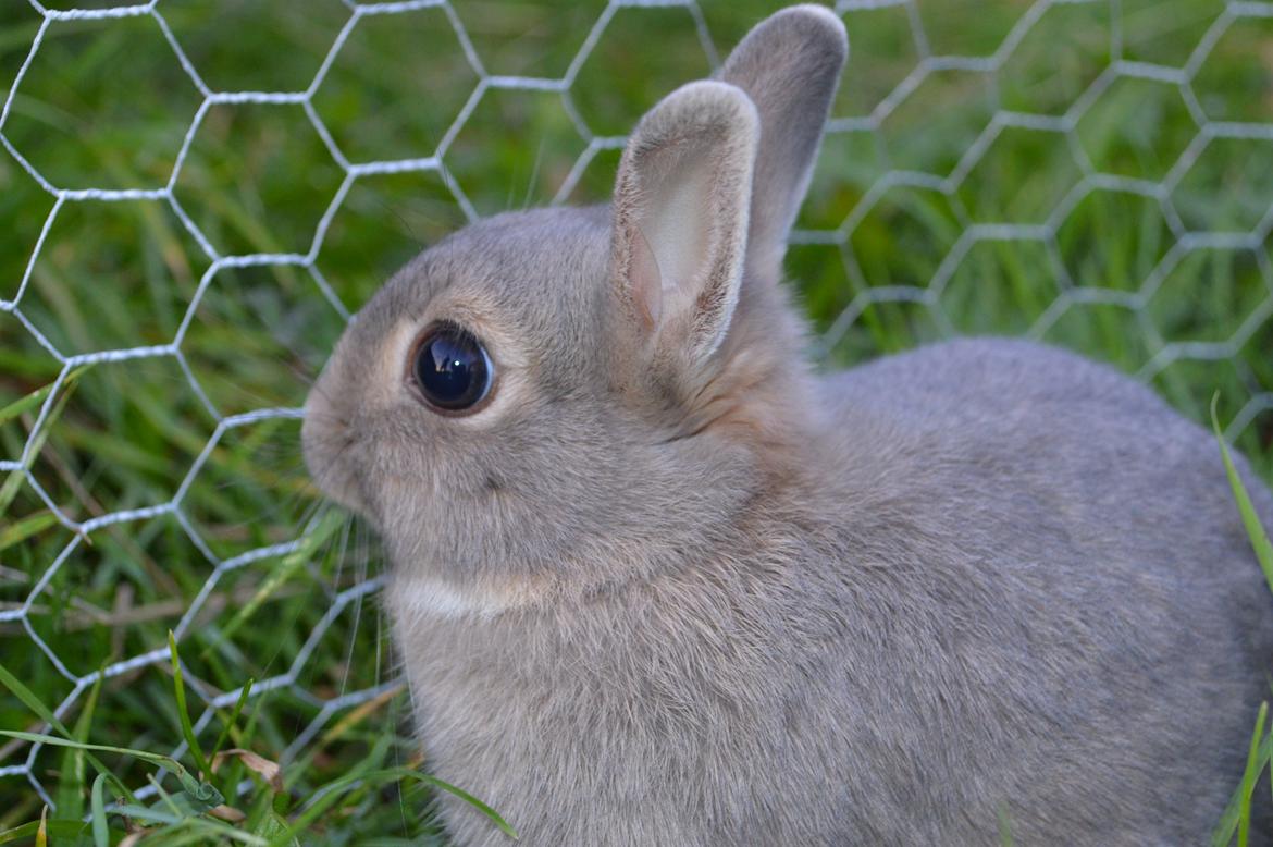 Kanin Ahrenkiels This Afternoon(Affe) billede 4