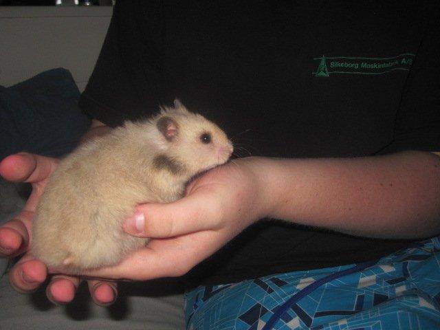 Hamster Lindes Merci billede 1