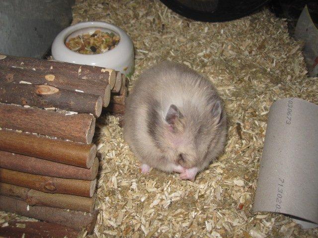 Hamster Lindes Merci billede 2