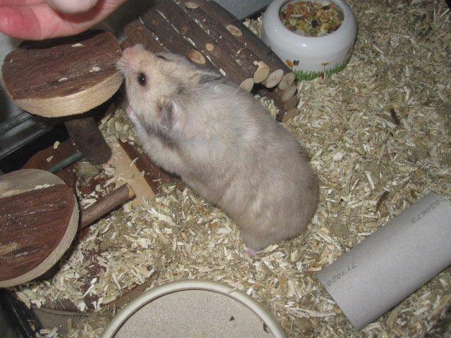 Hamster Lindes Merci billede 3