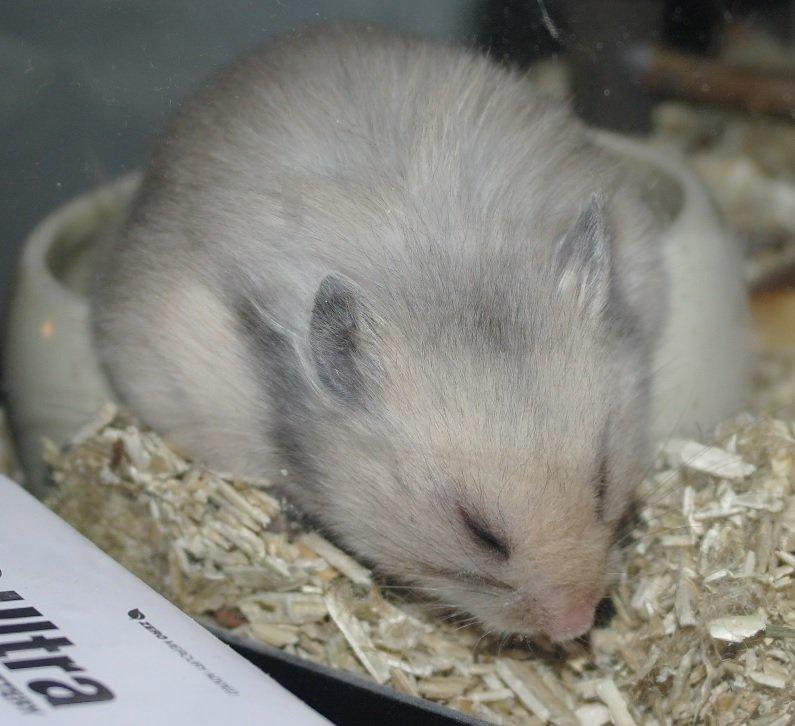 Hamster Lindes Merci billede 4