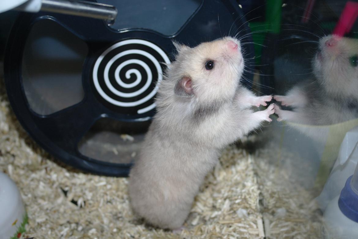 Hamster Lindes Merci billede 5