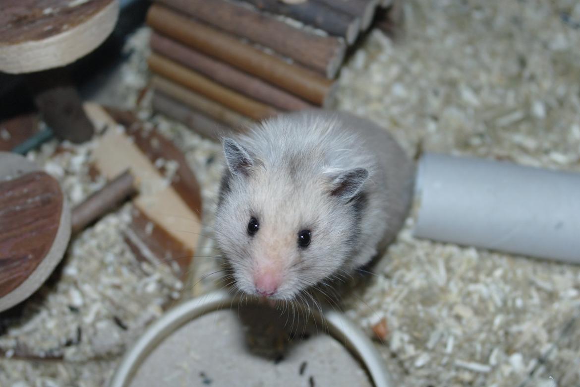 Hamster Lindes Merci billede 6
