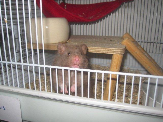 Hamster Simses Fiona billede 2