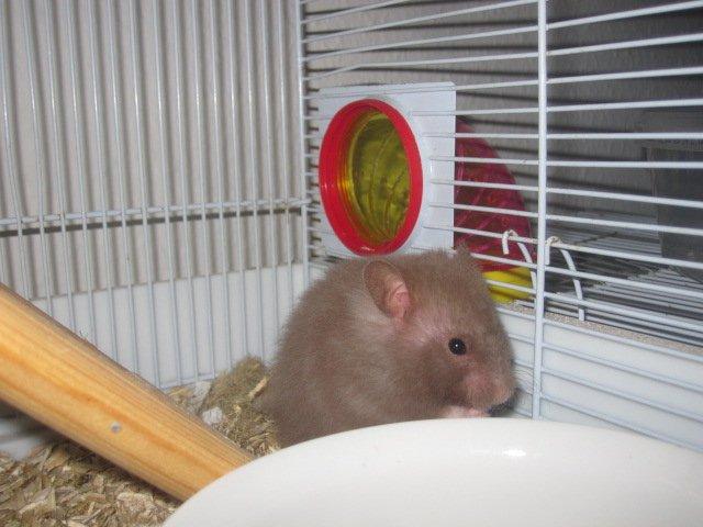 Hamster Simses Fiona billede 3