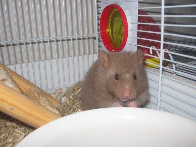 Hamster Simses Fiona billede 4