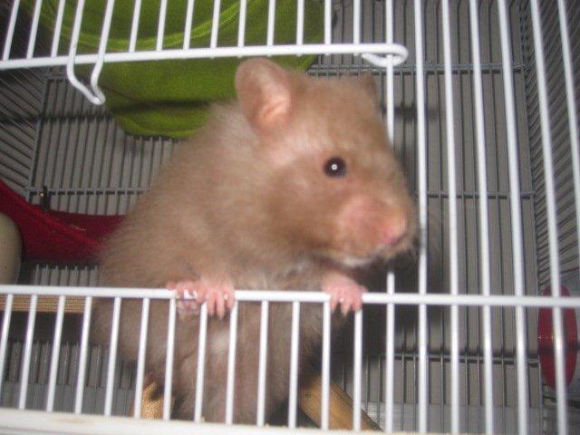 Hamster Simses Fiona billede 5