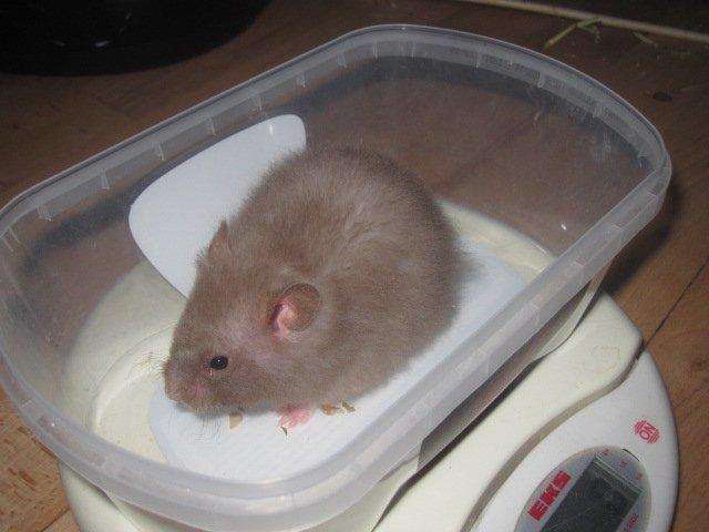 Hamster Simses Fiona billede 6