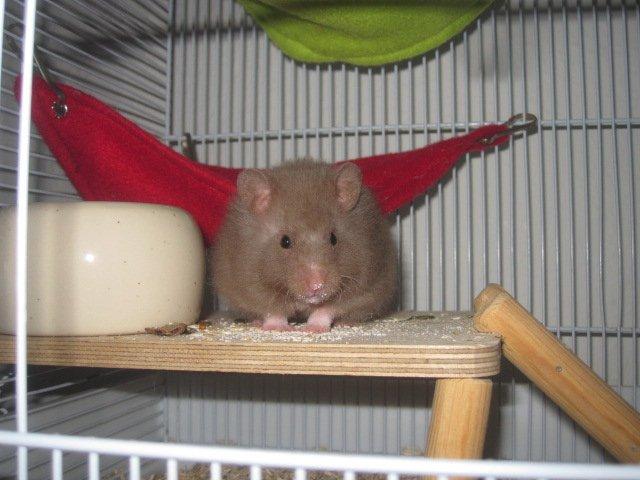 Hamster Simses Fiona billede 1