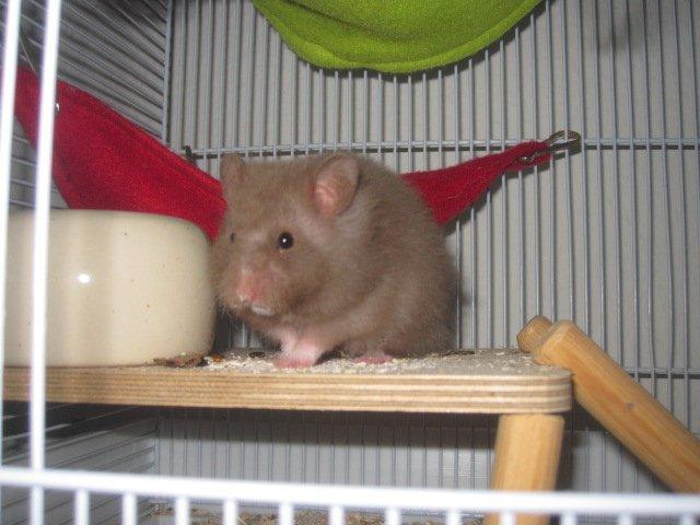 Hamster Simses Fiona billede 7