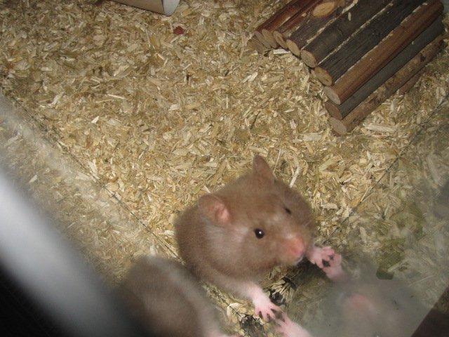 Hamster Simses Fiona billede 8