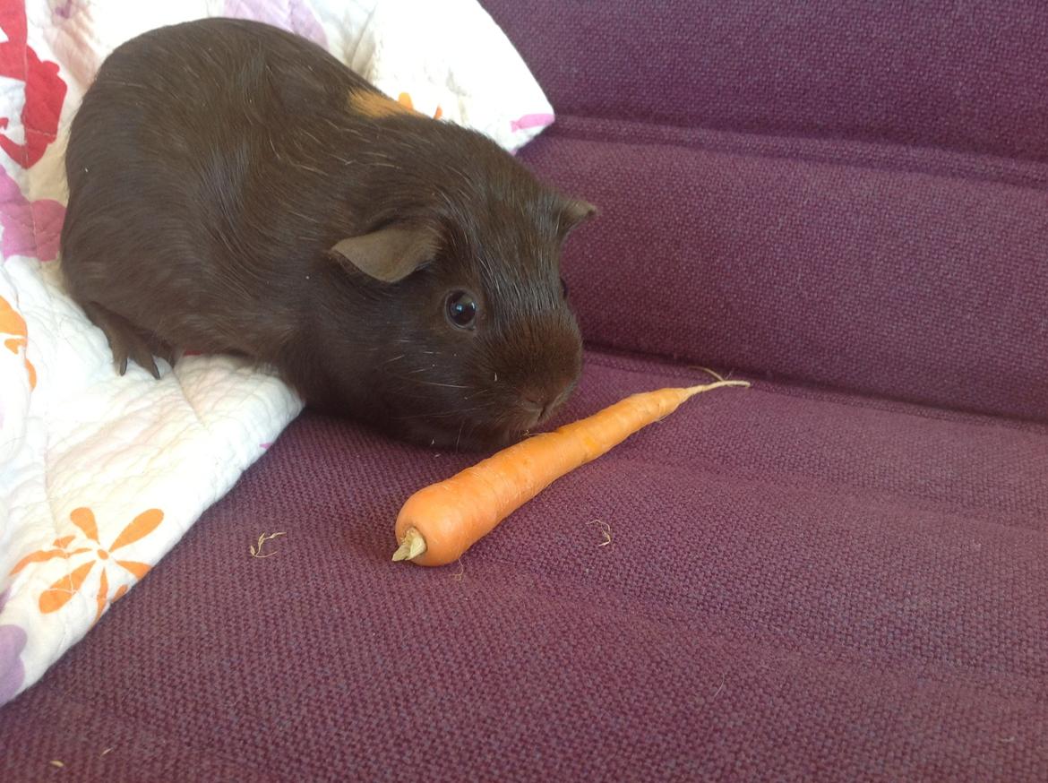 Marsvin Brombas Himmelgnaver. R.I.P!?? billede 6