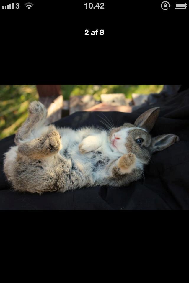 Kanin joey billede 2