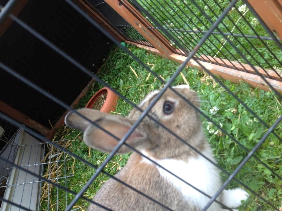 Kanin joey billede 3