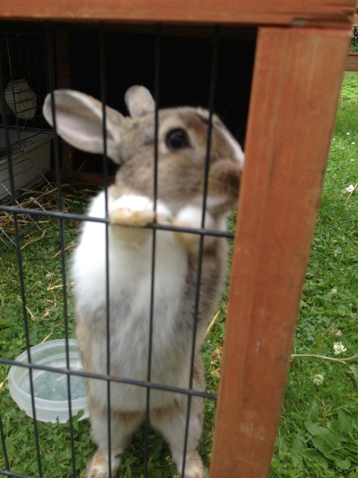 Kanin joey billede 4