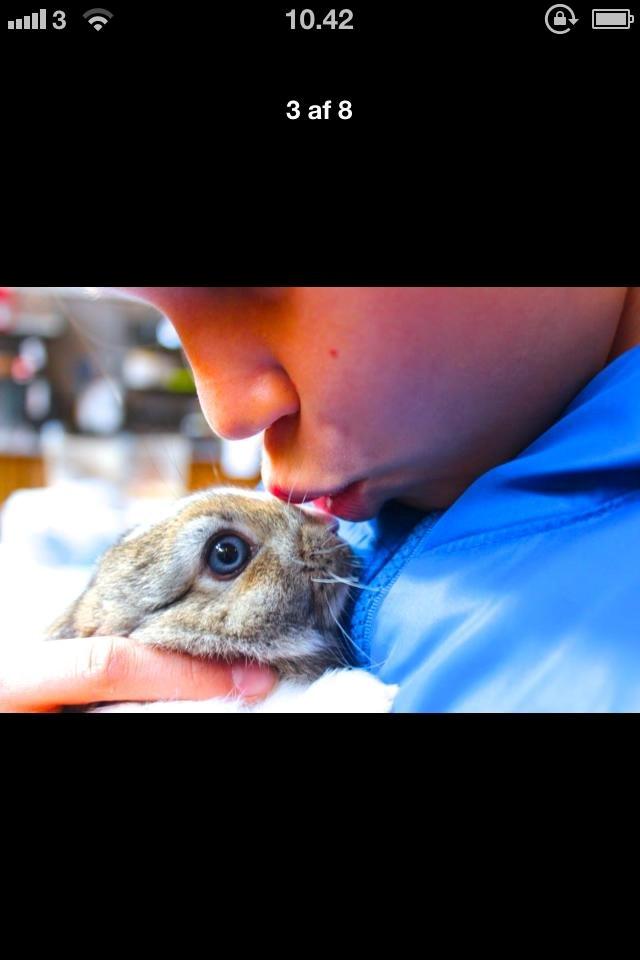 Kanin joey billede 5