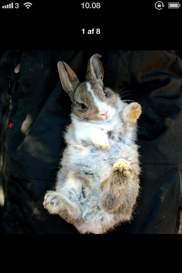 Kanin joey billede 6