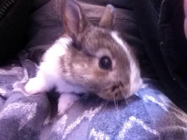 Kanin joey billede 7
