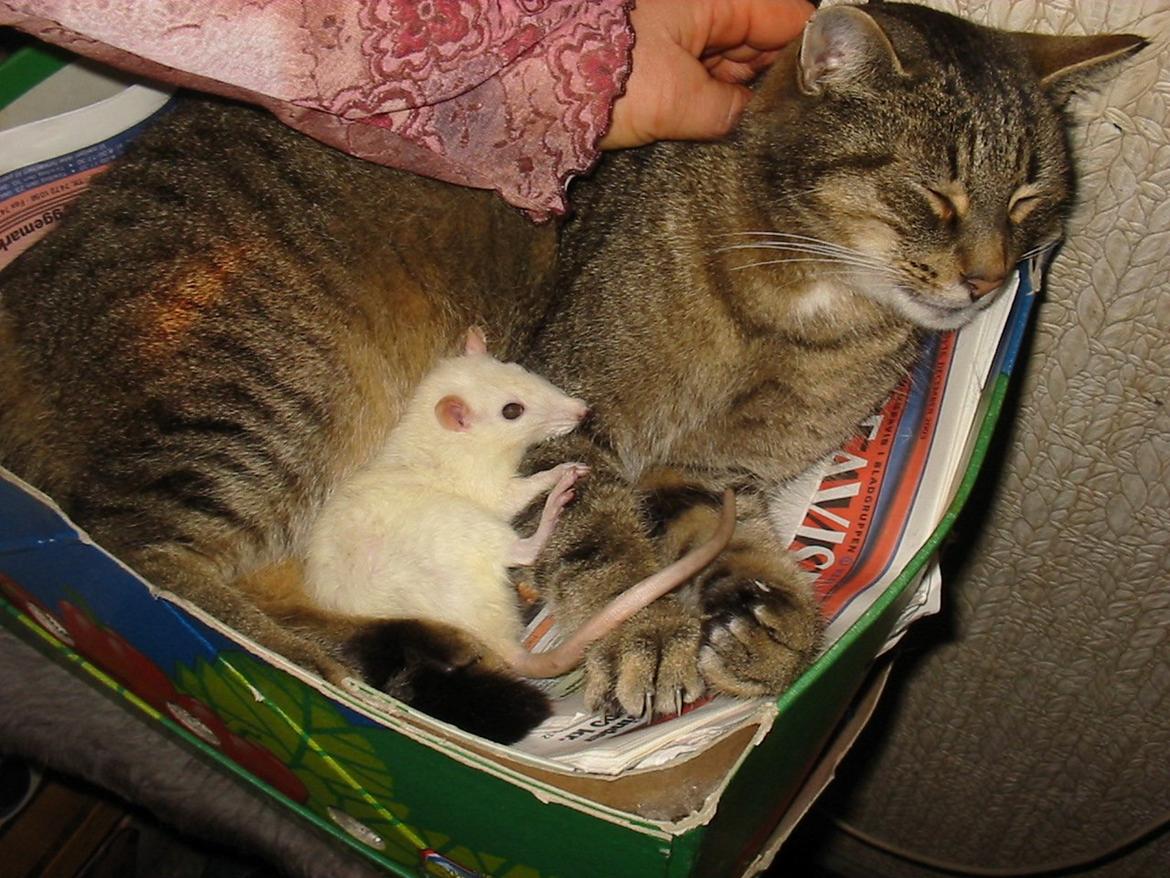 Tamrotte Malakian billede 4