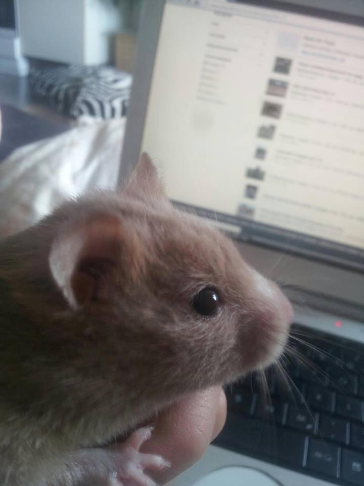 Hamster Prop <3 billede 5