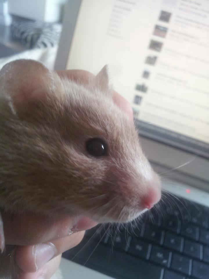 Hamster Prop <3 billede 6
