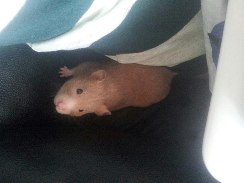 Hamster Prop <3 - Hvad laver du? ♥ billede 7