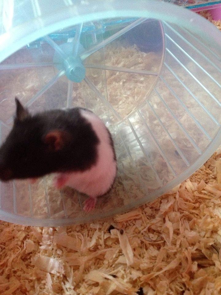 Hamster Angel ( Forsvundet ) billede 10