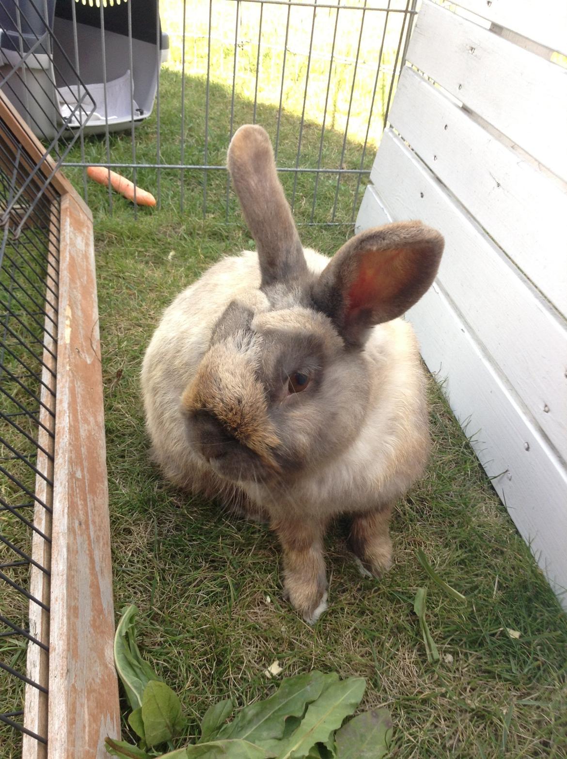 Kanin Stampe(mors) billede 5