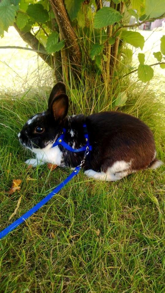 Kanin Star Dust(Dusty)<3<3 billede 1