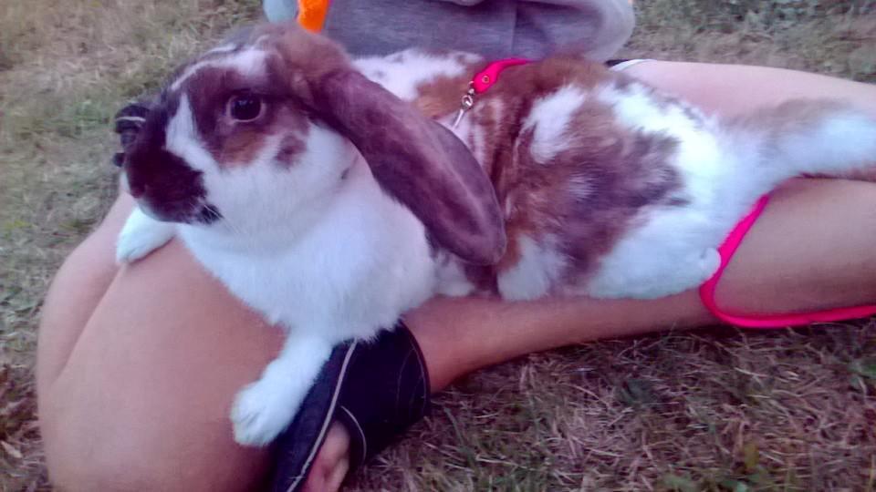 Kanin Thara<3<3<3 billede 2