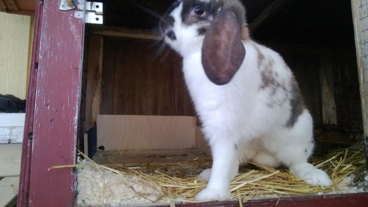 Kanin Thara<3<3<3 billede 12