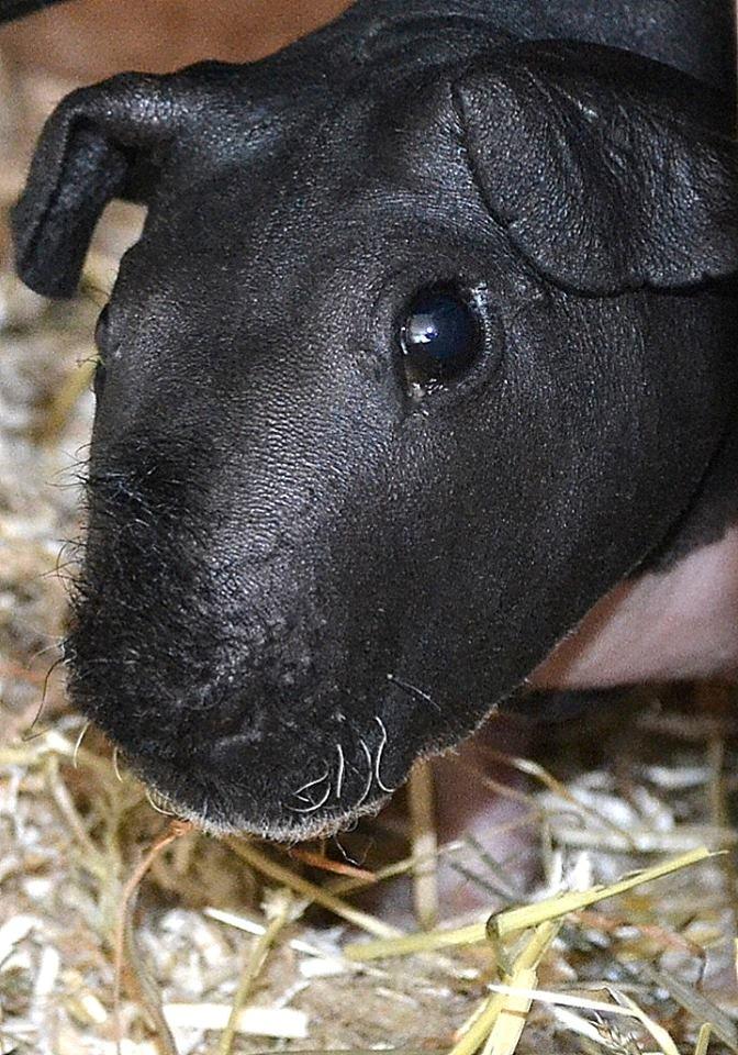 Marsvin Au Naturel´s Jumbo Jet billede 1