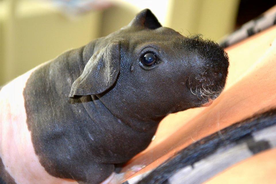 Marsvin Au Naturel´s Jumbo Jet billede 5