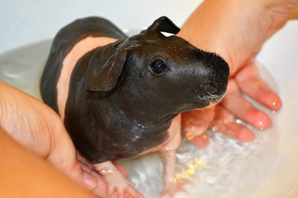 Marsvin Au Naturel´s Jumbo Jet billede 8