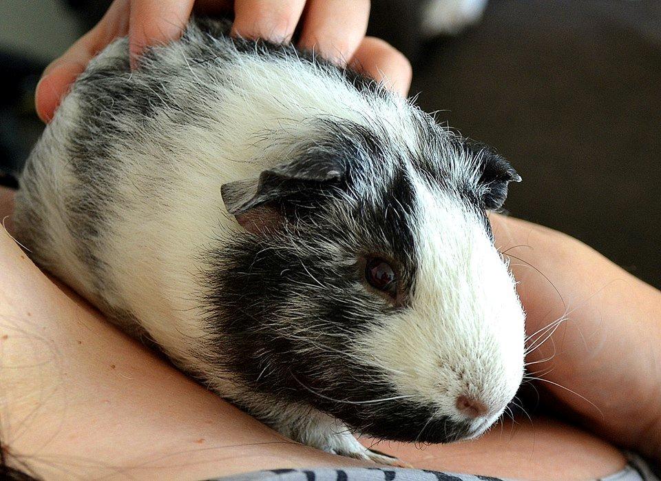 Marsvin Au Naturels Oops Upside Your Head billede 1