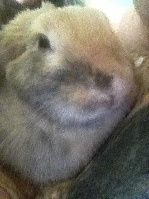 Kanin Charlotteager's Cocio [SAVNET] billede 6