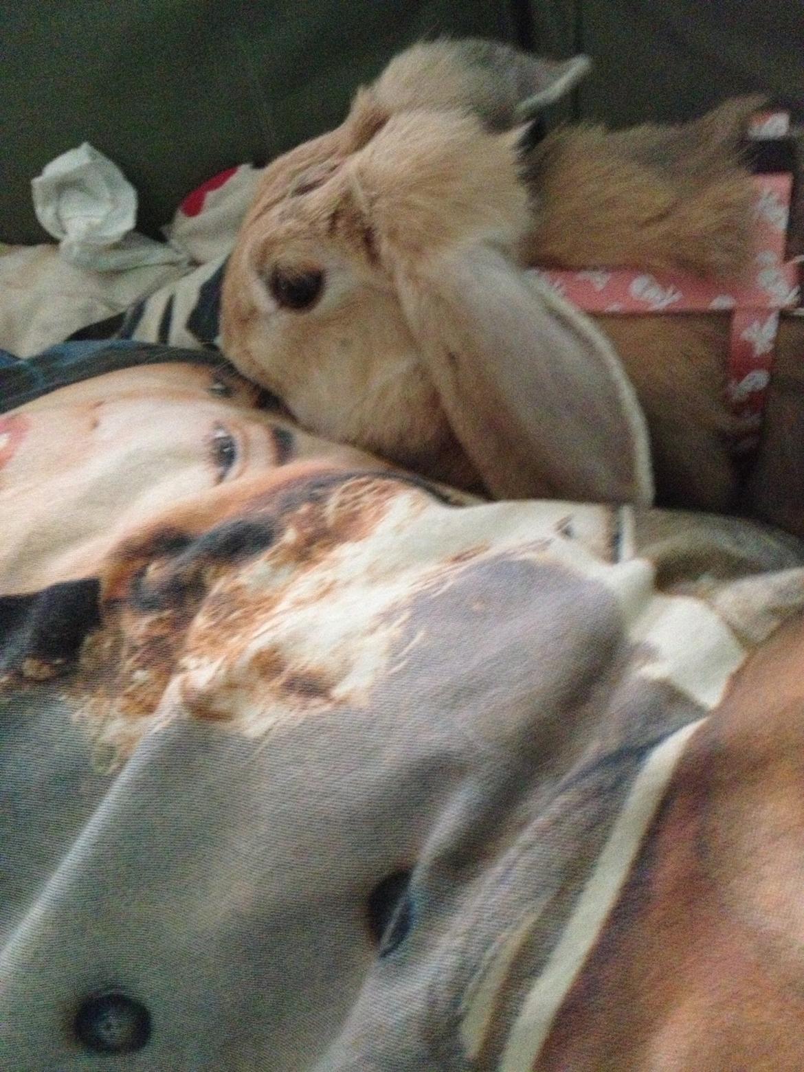 Kanin Charlotteager's Cocio [SAVNET] billede 7