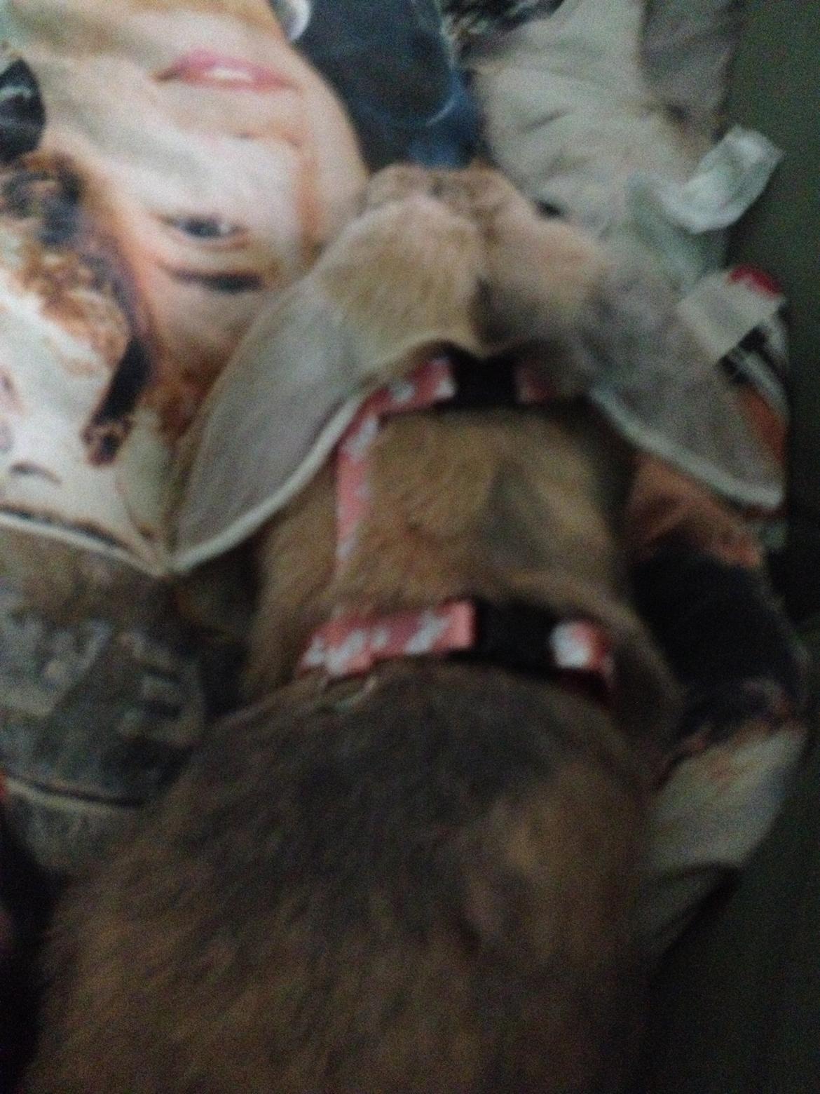 Kanin Charlotteager's Cocio [SAVNET] billede 8