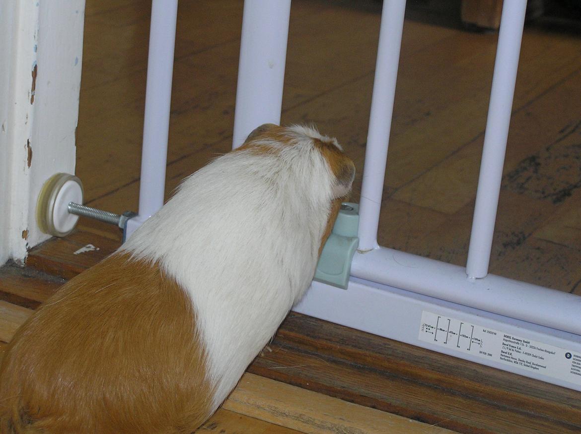 Marsvin | Pjuskemus <3 billede 5