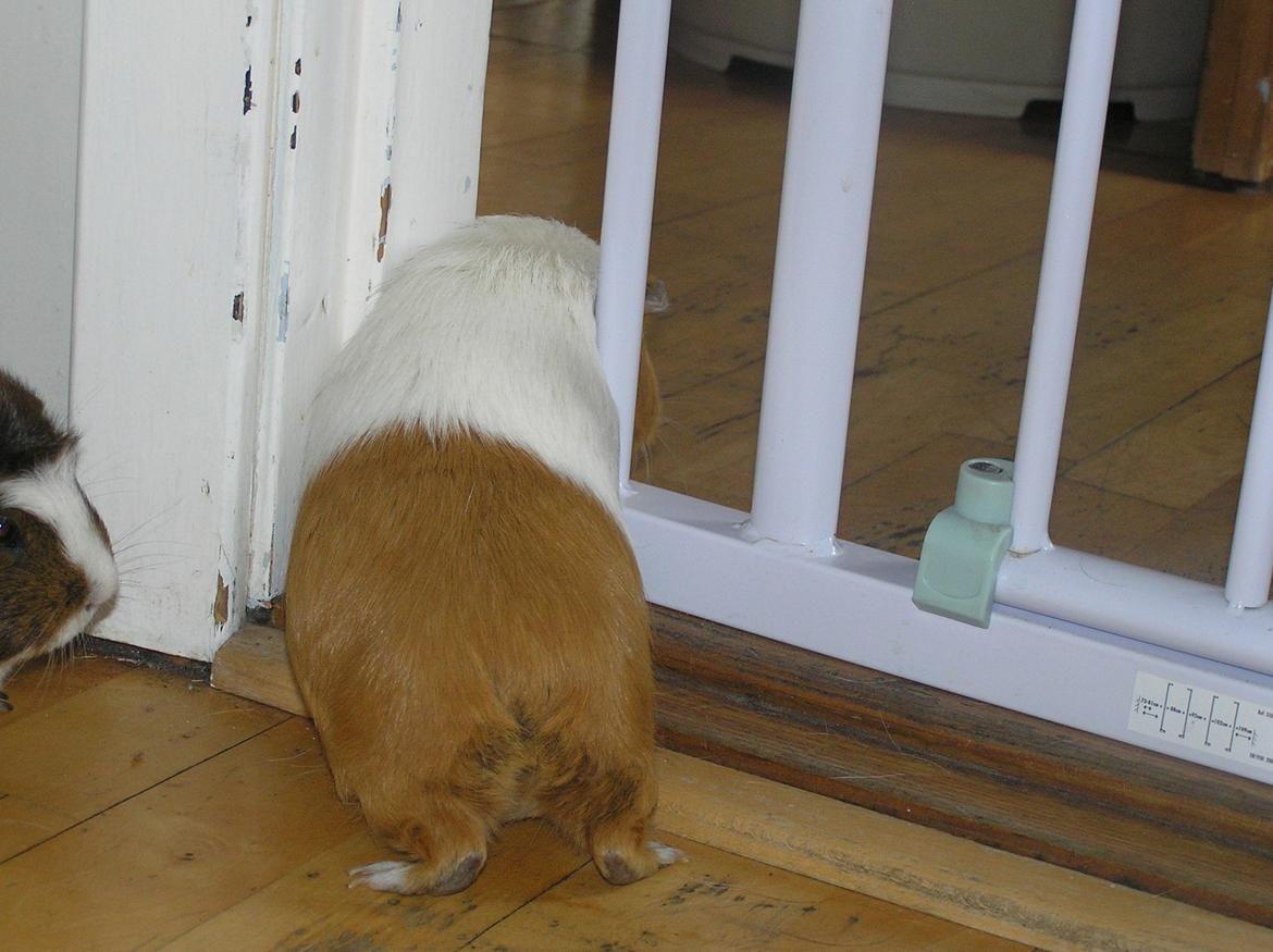 Marsvin | Pjuskemus <3 billede 6