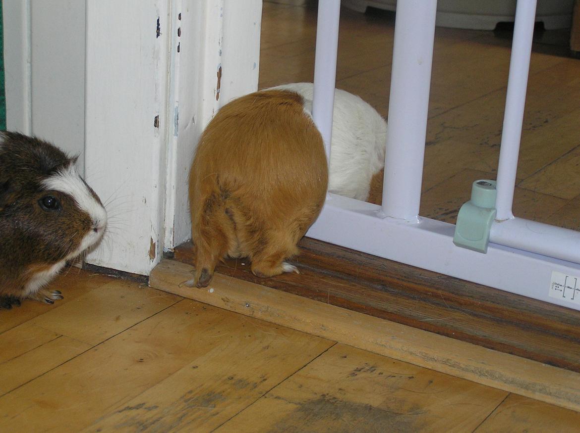 Marsvin | Pjuskemus <3 billede 7