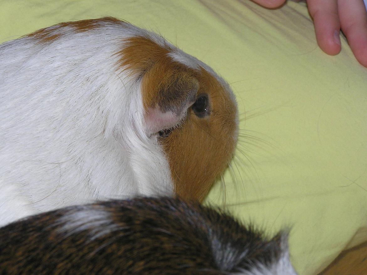 Marsvin | Pjuskemus <3 billede 16