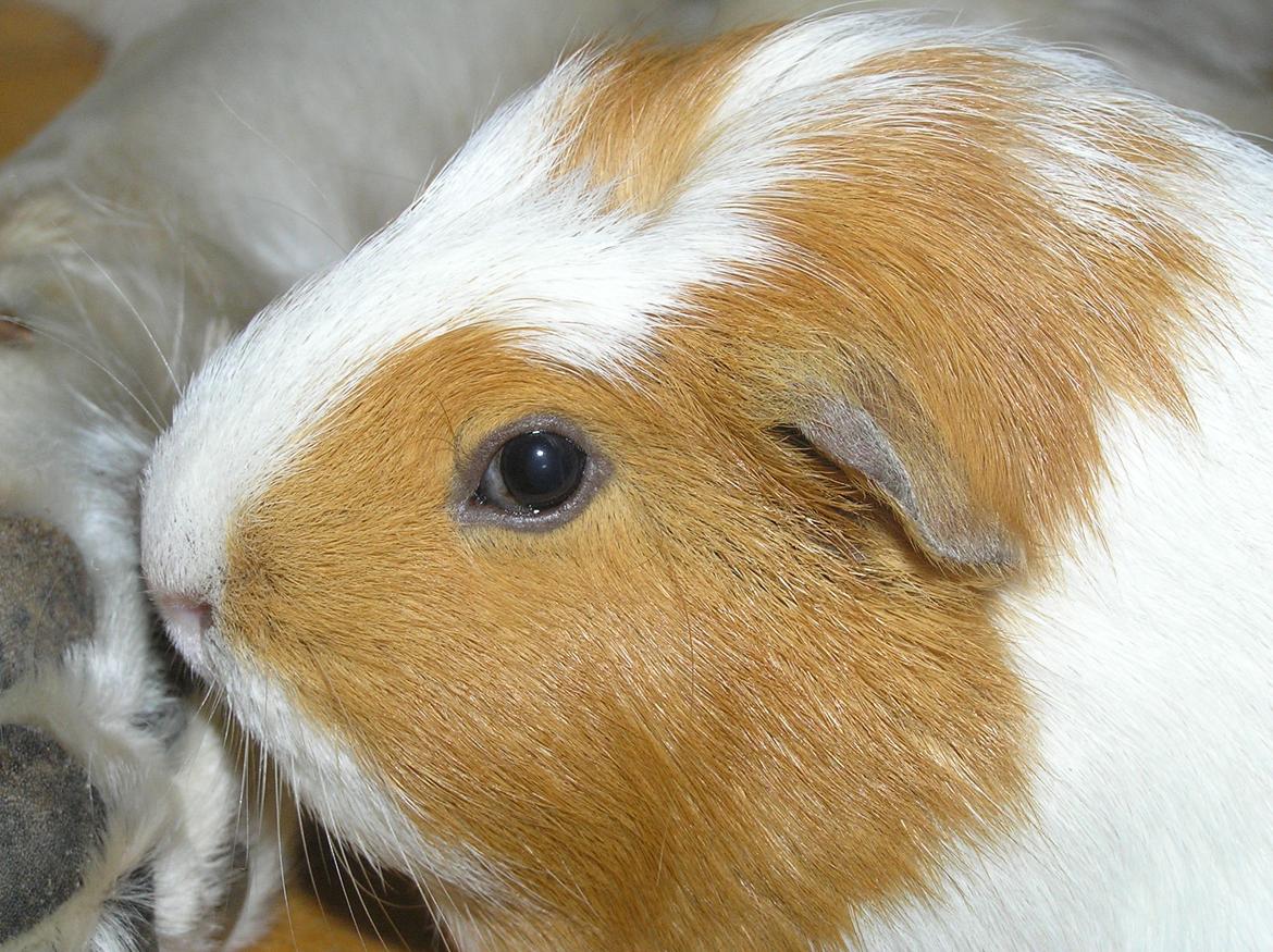 Marsvin | Pjuskemus <3 billede 2