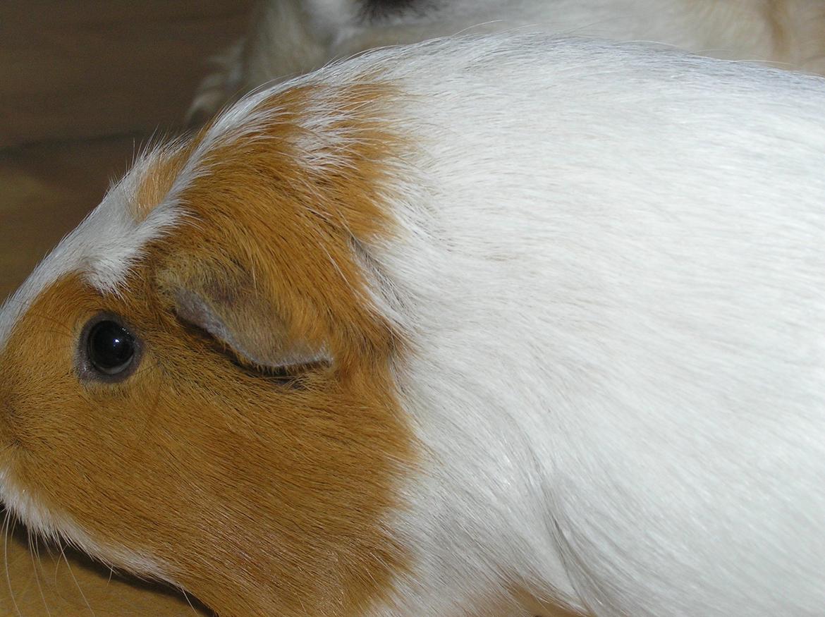 Marsvin | Pjuskemus <3 billede 17