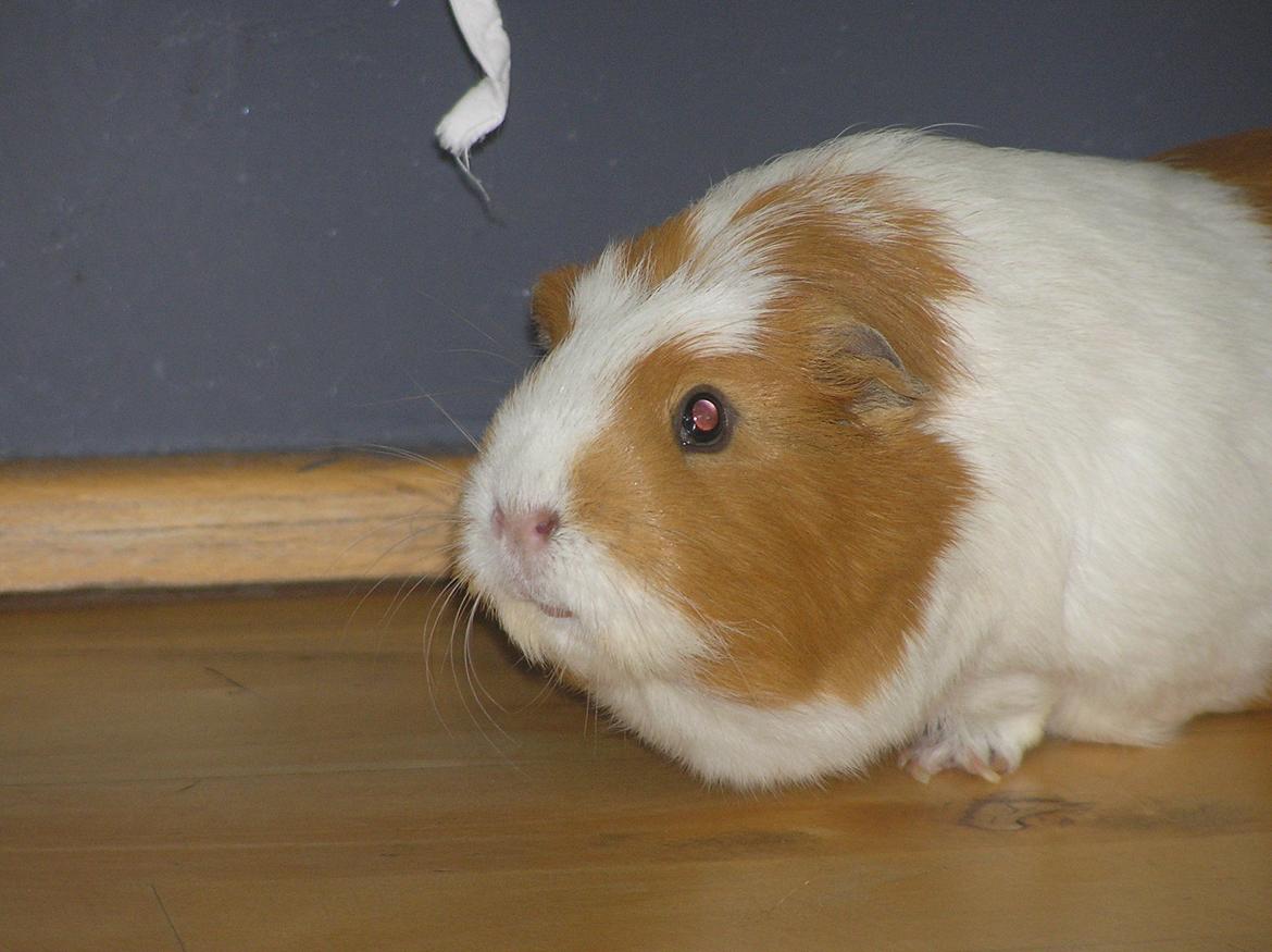 Marsvin | Pjuskemus <3 billede 13