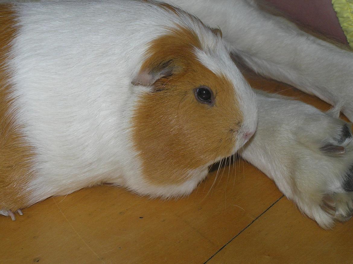 Marsvin | Pjuskemus <3 billede 8