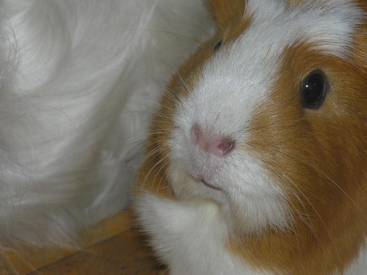Marsvin | Pjuskemus <3 billede 19