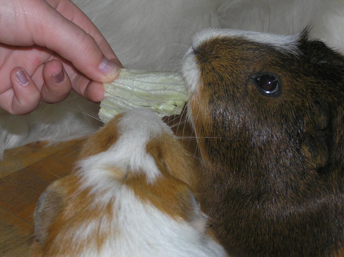 Marsvin | Pjuskemus <3 billede 4